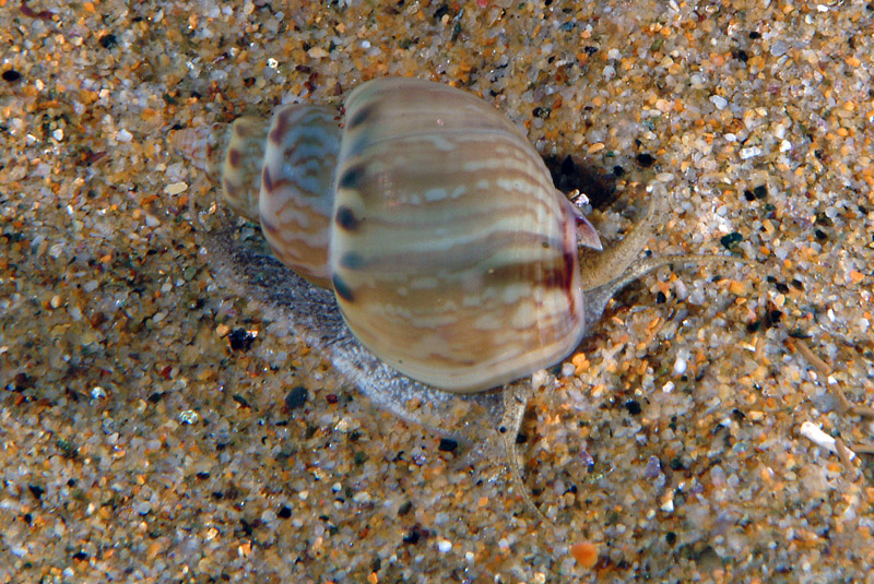 Nassarius mutabilis